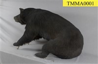 Formosan Black Bear Collection Image, Figure 10, Total 13 Figures